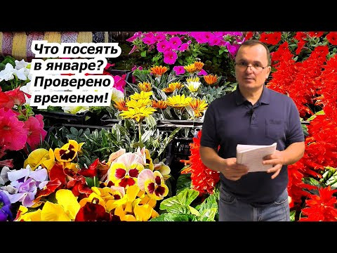 Что посеять в январе и стоит ли вообще начинать посевы на рассаду так рано?