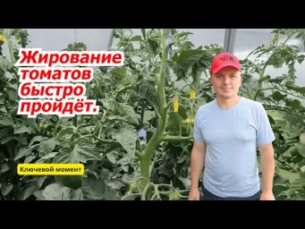 Быстро убираем жирование томатов- рабочий способ!