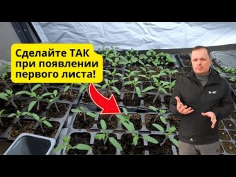 Появился первый лист на томатах- что сразу делаем с рассадой.