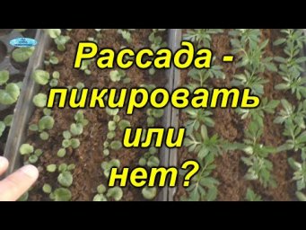 Рассада без пикировки - как это сделать.