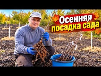 Сажаем плодовый сад осенью: от подготовки ямы до посадки саженца