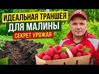 Малина: правильная траншея для хорошего старта