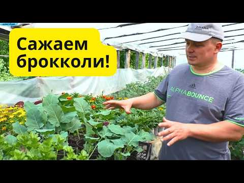 Сажаем брокколи в грунт: схема, уход и крупные головки