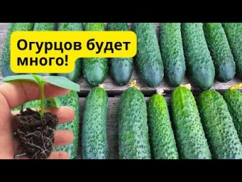 Как с ПЯТИ кустов огурца собирать много раннего урожая- наш способ!