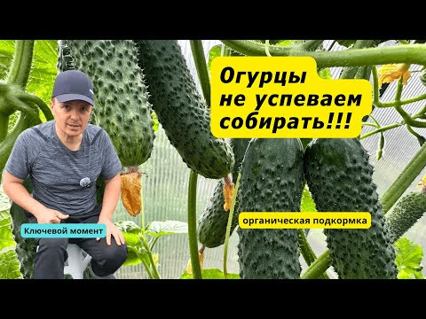 Огурцы теперь собираем каждый день- всего одна подкормка в неделю! Огурцы теперь собираем каждый день- всего одна подкормка в неделю!