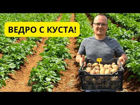 Картошка даст РЕКОРДНЫЙ урожай! Сделайте ЭТО перед посадкой Картошка даст РЕКОРДНЫЙ урожай! Сделайте ЭТО перед посадкой