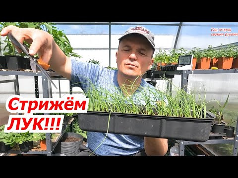 Рассада лука- когда и как подстричь её первый раз