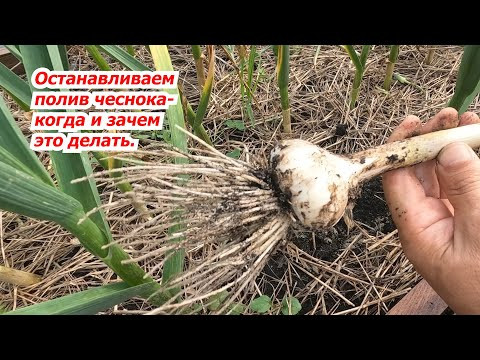 За сколько дней до уборки чеснока нужно прекратить поливы. За сколько дней до уборки чеснока нужно прекратить поливы.
