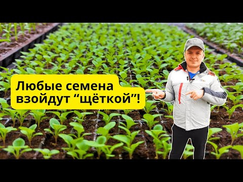 Семена любых растений прорастут очень быстро- три главных подсказки! Семена любых растений прорастут очень быстро- три главных подсказки!