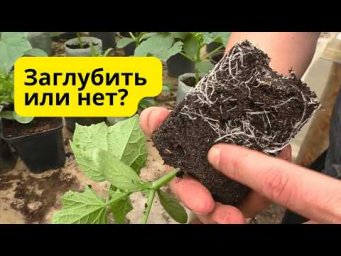 Заглубили огурцы при пересадки- корни мгновенно наростают по всему стеблю!