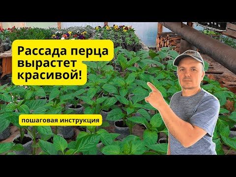 Выращивание рассады сладкого перца в одном видео- пошаговая инструкция!