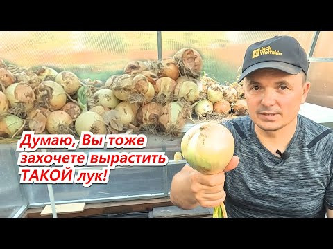 В следующем году обязательно тоже попробуйте вырастить такой лук! В следующем году обязательно тоже попробуйте вырастить такой лук!