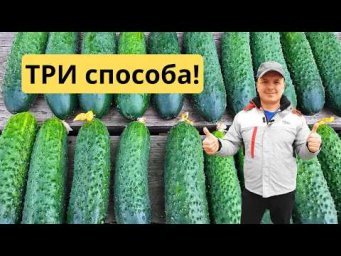 Попробуйте ЭТИ три способа выращивания огурцов- делюсь нашими наработками.