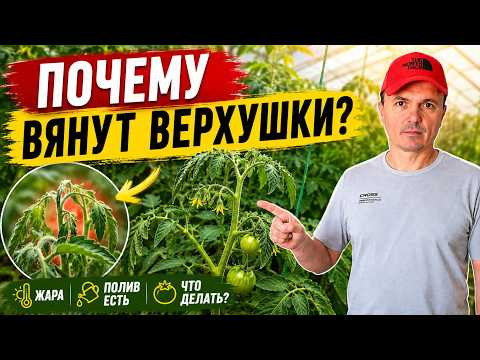 Вянут верхушки томатов, хотя полив есть? Как быстро помочь растениям Вянут верхушки томатов, хотя полив есть? Как быстро помочь растениям