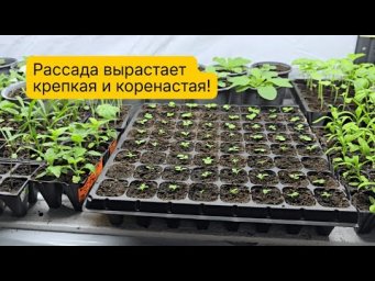 Дешёвые и эффективные лампы для выращивания рассады в комнате!