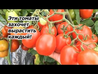 Любой из этих низкорослых томатов можете смело выращивать у себя на огороде!