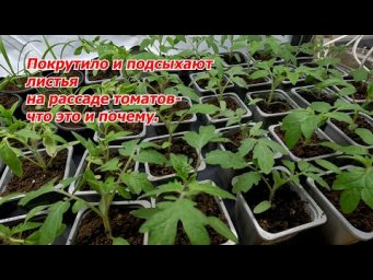 Крутит листья на рассаде томатов- что случилось и как исправить.