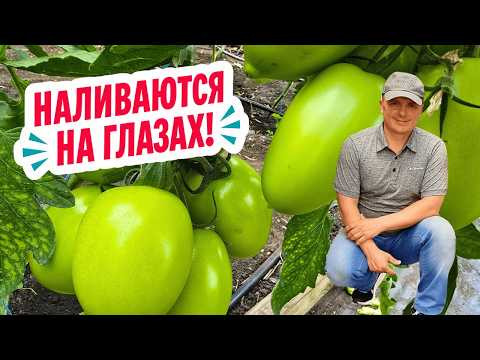 Нижние кисти на томатах начинают наливаться на глазах! Одна подкормка!