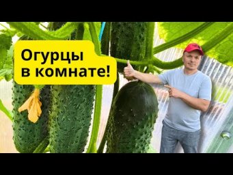 Свежие огурцы у вас будут к Новому году- сеем прямо сейчас!