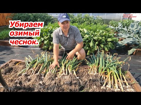 Когда нужно убирать чеснок- признаки, которые на это указывают. Когда нужно убирать чеснок- признаки, которые на это указывают.