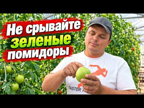 Не спешите срывать томаты! Или- почему на кусте они дозревают вкуснее!