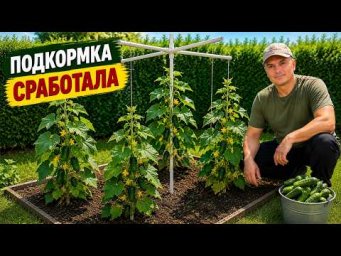 Завязались все до единого огурчика на огурцах в открытом грунте- чем подкармливали.