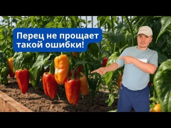 Не убирали перец с грядки 2 месяца &mdash; вот что получилось!