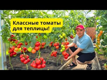 ТОП высокорослых томатов, которые стоит выращивать в теплице!