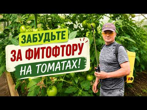 Фитофторы на томатах не будет 99%, если всё сделать именно так.