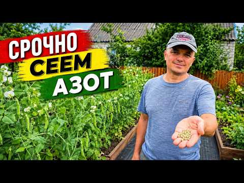 Посейте горох на пустые грядки прямо сейчас- почва наполнится азотом! Посейте горох на пустые грядки прямо сейчас- почва наполнится азотом!