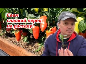 Рассада сладкого перца всходит "щёткой"! Проверенный способ посева.