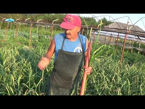 КАК ПОЛУЧИТЬ БОЛЬШОЙ УРОЖАЙ ЧЕСНОКА!