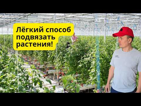 Лёгкий и быстрый способ подвязать много томатов или огурцов. Лёгкий и быстрый способ подвязать много томатов или огурцов.