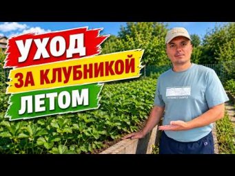 Клубника после плодоношения: как подготовить её к следующему урожаю.