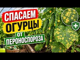 Пероноспороз уже на грядках: как защитить растения от этой болезни.