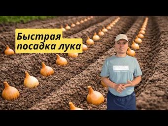 Посадка лука-севка весной- наш любимый способ! Обязательно попробуйте!