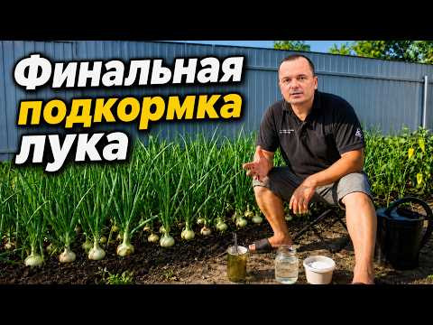 Увеличиваем урожай лука репчатого вдвое всего одной подкормкой!