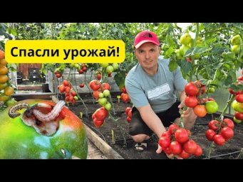 Гусениц на томатах больше НЕТ! Как мы от них избавились.