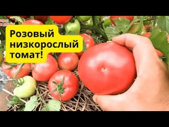 Два классных низкорослых томата для открытого грунта!