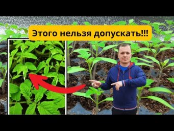 Почему сохнут края листьев у рассады? Главные причины и решения.