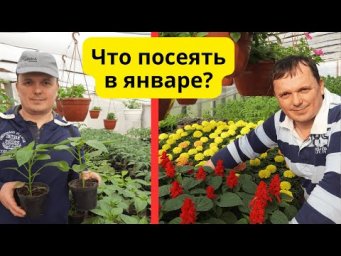 Что посеять на рассаду уже в январе- только проверенные культуры!