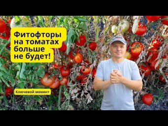 Одолела фитофтора на томатах? Забудьте за неё!