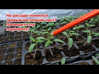 Первая подкормка рассады томатов, о которой никто больше не расскажет!