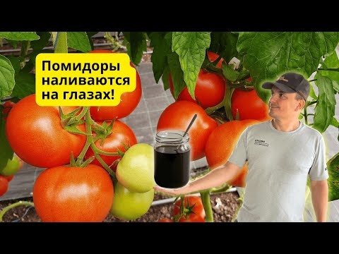 Гумат калия &mdash; подкормка, которая всегда  работает!
