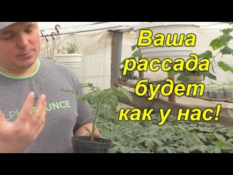 Вот почему у нас ВСЕГДА крепкая, приземистая рассада! Золотые правила выращивания рассады!