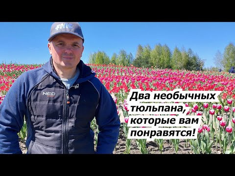 Два особенных вида тюльпанов, которые будем высаживать этой осенью. Два особенных вида тюльпанов, которые будем высаживать этой осенью.