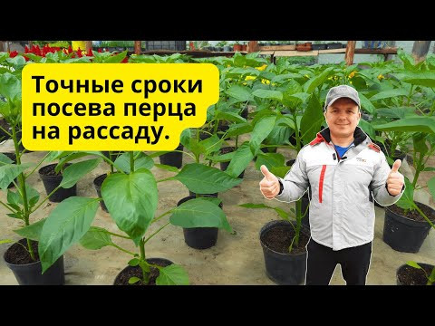 Когда сеять перец на рассаду- точные сроки для всех! Проверено многократно. Когда сеять перец на рассаду- точные сроки для всех! Проверено многократно.