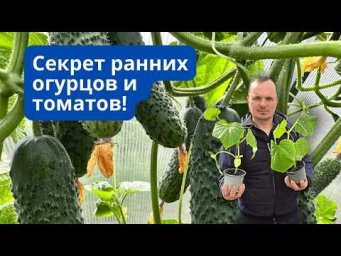Весной у вас будут самые ранние огурцы- сделайте ТАК сейчас!