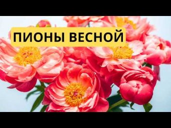 Весенний уход за пионом для пышного цветения. Первая подкормка.