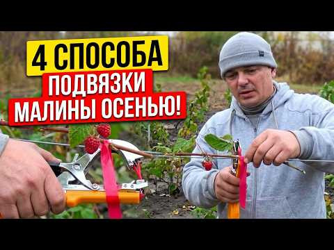 Как подвязать малину осенью: 4 простых и удобных способа Как подвязать малину осенью: 4 простых и удобных способа